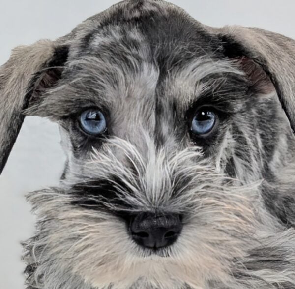 [#253079-05]  - Blue Merle / White F Miniature Schnauzer Puppies For Sale