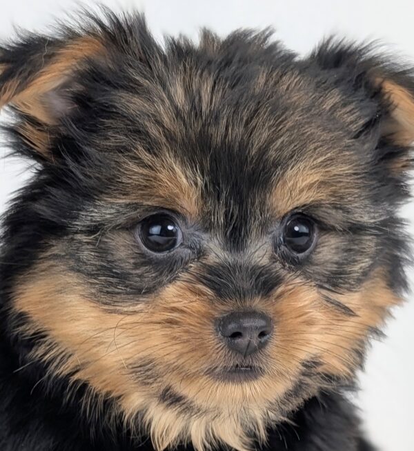 [#253030-02]  - Black / Tan F Pomeranian/Yorkie Puppies For Sale