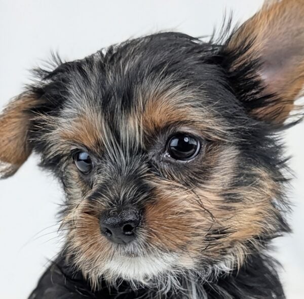 [#252802-04]  - Black / Tan F Yorkshire Terrier Puppies For Sale