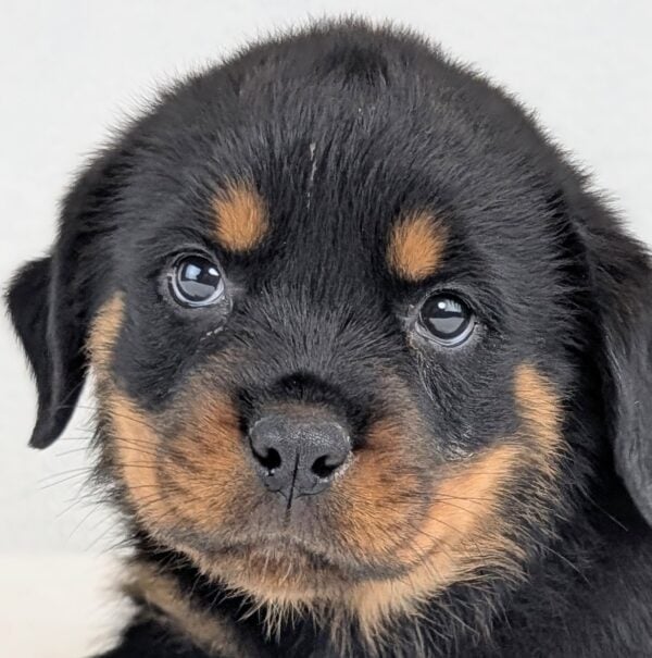 [#252940-07]  - Black / Tan F Rottweiler Puppies For Sale