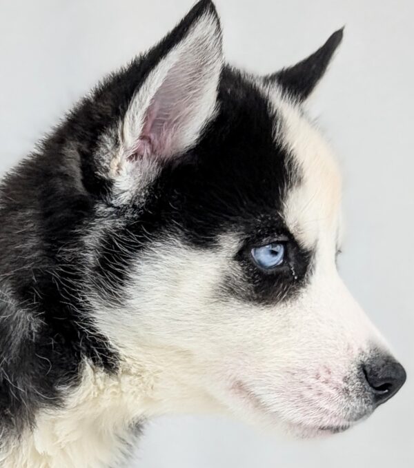 [#253244-04]  - Black / White M Siberian Husky Puppies For Sale
