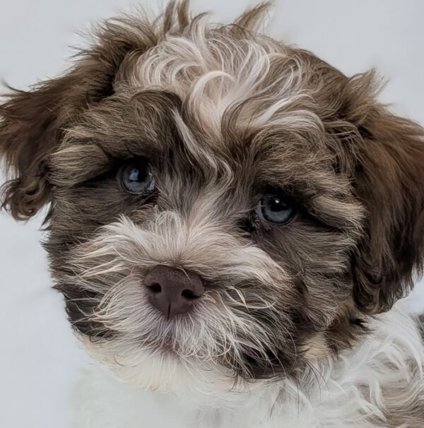 [#252999-04]  - Brown / White M Havanese Puppies For Sale