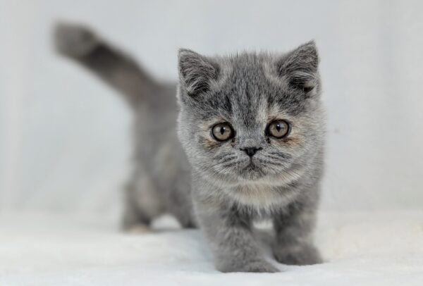 [#252772-03]  - Dilute Calico F Exotic Short Hair Kittens for Sale