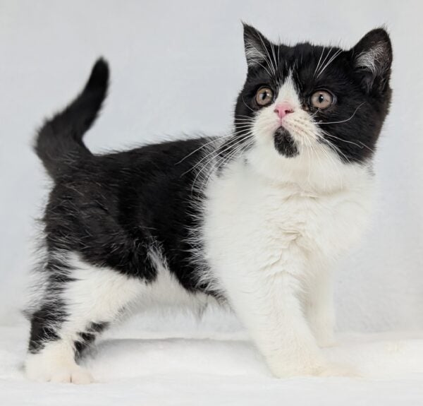 [#252772-01]  - Black / White M Exotic Short Hair Kittens for Sale