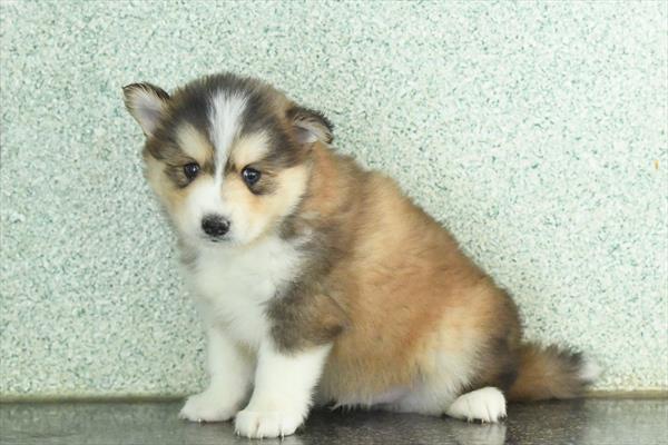 [#253048-04]  - Gray / White M Pomsky Puppies For Sale