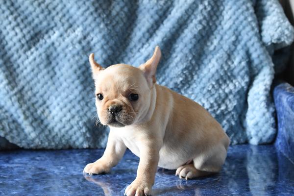 [#253065-01]  - Cream F French Bulldog Puppies For Sale