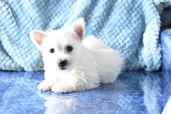 [#253235-03]  - White F West Highland White Terrier Puppies For Sale