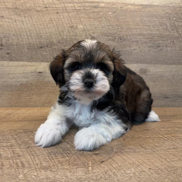 [#253035-02]  - Black / White F Schnoodle Puppies For Sale