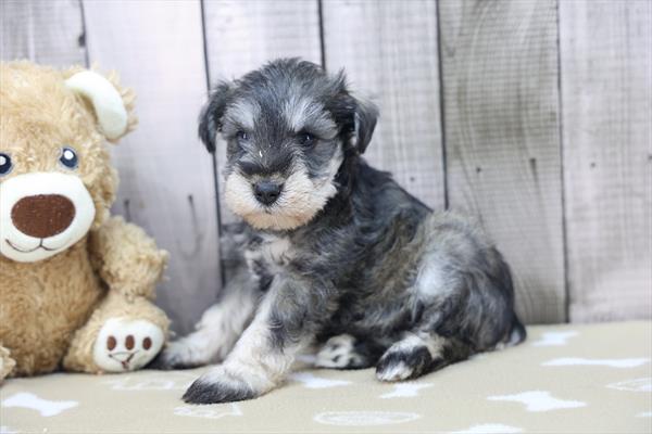 [#253113-01]  - Black / Silver M Miniature Schnauzer Puppies For Sale