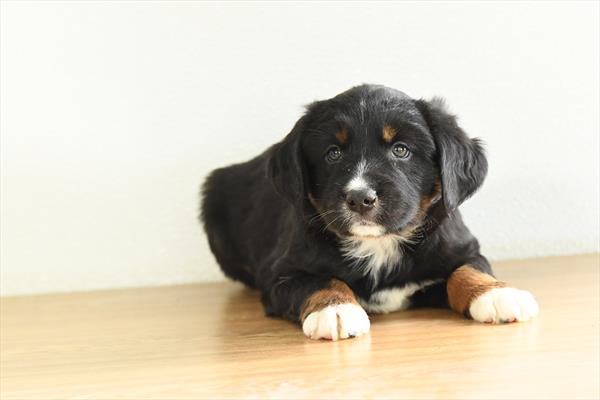[#253072-03]  - Black M Australian Shepherd Puppies For Sale