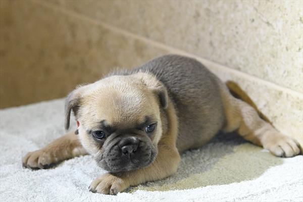 [#253219-01]  - Blue Fawn M French Bulldog Puppies For Sale
