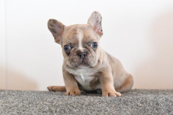 [#253211-01]  - Blue Merle M French Bulldog Puppies For Sale