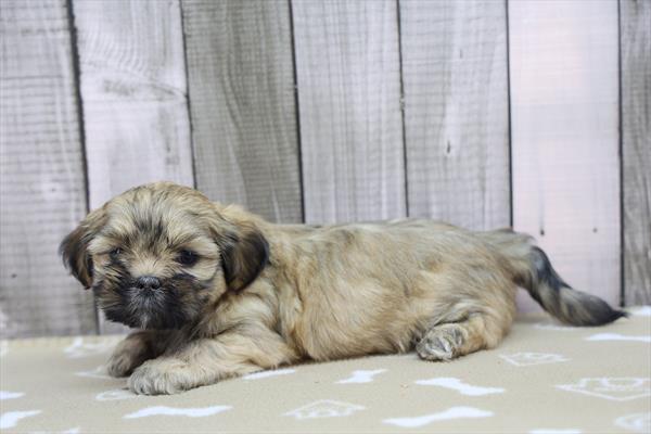 [#253237-02]  - Brindle M Lhasa Apso Puppies For Sale