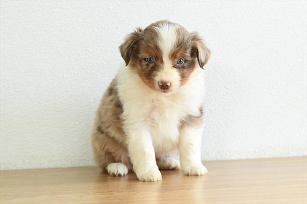 [#253247-05]  - Red Merle F Miniature Australian Shepherd Puppies For Sale