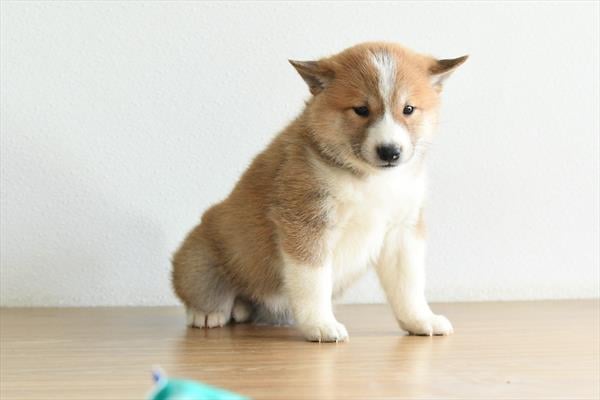 [#253248-04]  - Red / White M Shiba Inu Puppies For Sale