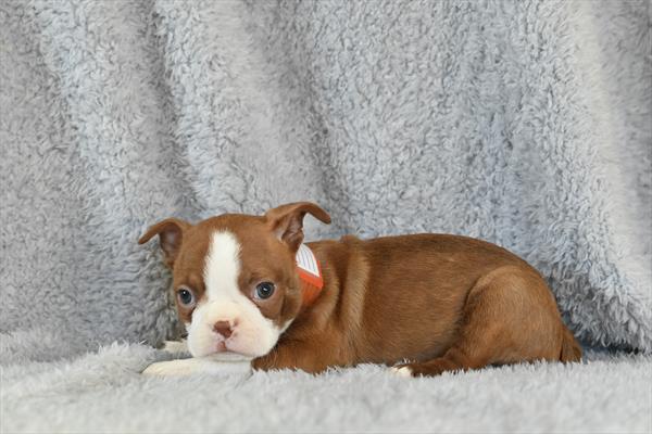 [#253295-04]  - Red / White F Boston Terrier Puppies For Sale