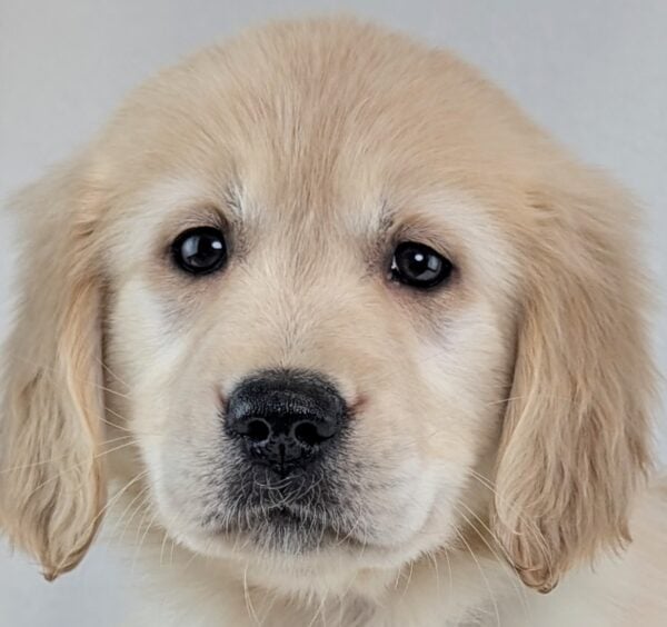 [#253077-07]  - Light Golden F Golden Retriever Puppies For Sale