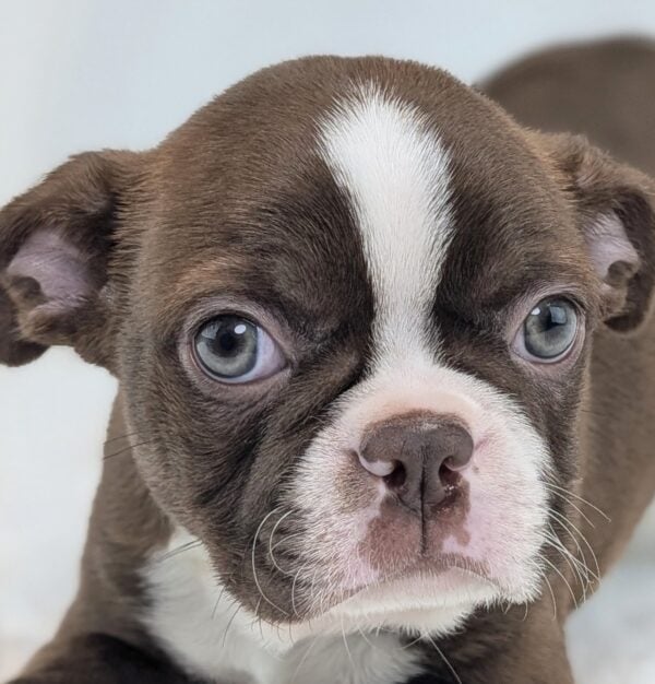 [#253016-01]  - Red / White M Boston Terrier Puppies For Sale