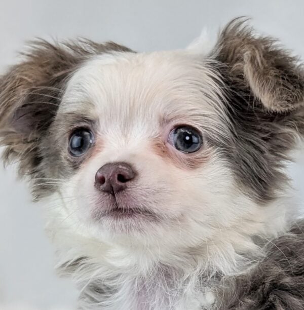 [#252907-04]  - Blue Merle / White F Chihuahua Puppies For Sale