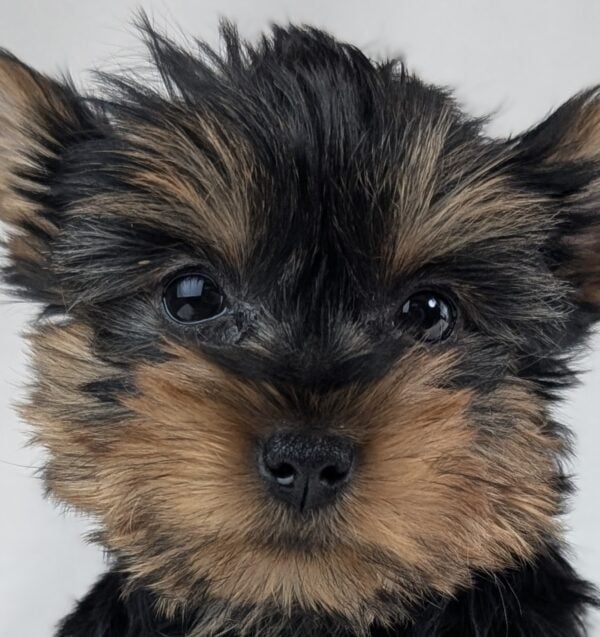 [#252965-04]  - Black / Tan F Yorkshire Terrier Puppies For Sale