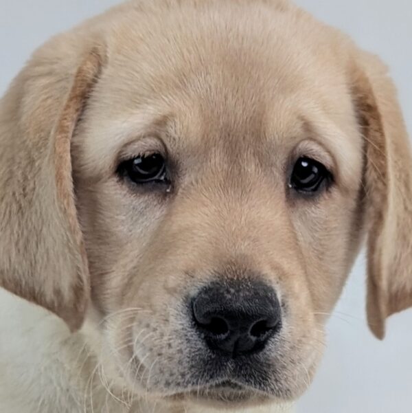 [#253141-02]  - Yellow M Labrador Retriever Puppies For Sale