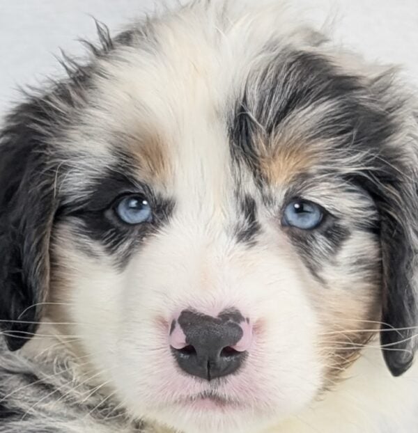 [#253070-02]  - Black M Australian Shepherd Puppies For Sale