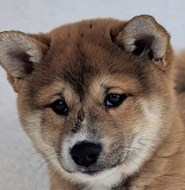 [#253042-03]  - Red Sesame M Shiba Inu Puppies For Sale