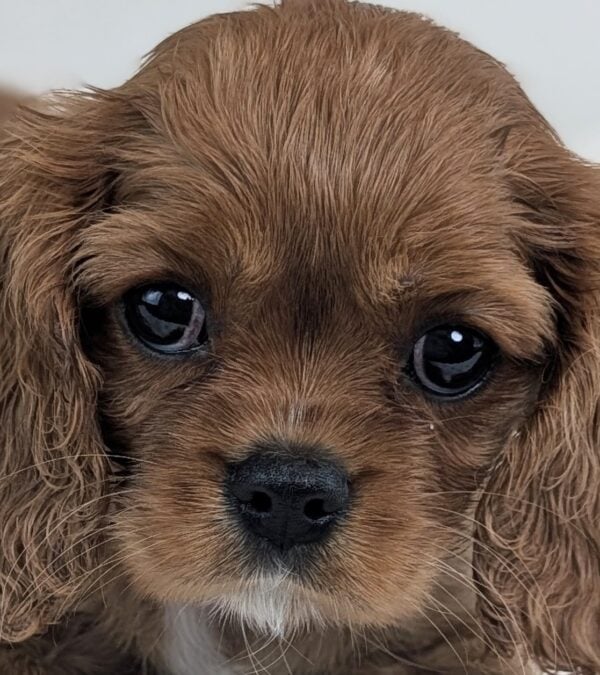 [#253246-04]  - Ruby F Cavalier King Charles Spaniel Puppies For Sale
