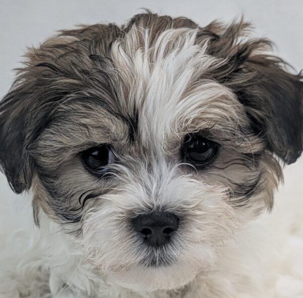 [#253205-01]  - Brown / White M Teddy Bear Puppies For Sale