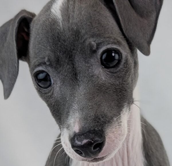 [#253110-04]  - Blue / White F Italian Greyhound Puppies For Sale