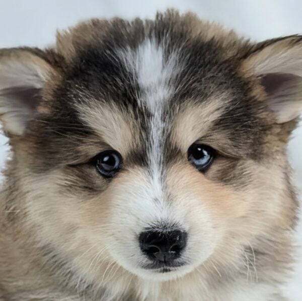 [#253048-04]  - Gray / White M Pomsky Puppies For Sale