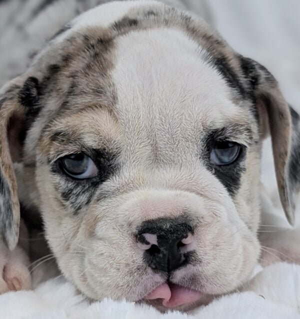 [#253368-05]  - Blue Merle F Beabull 2nd Gen Puppies For Sale