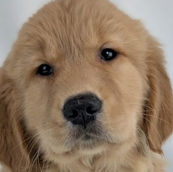 [#253161-03]  - Light Golden M Golden Retriever Puppies For Sale