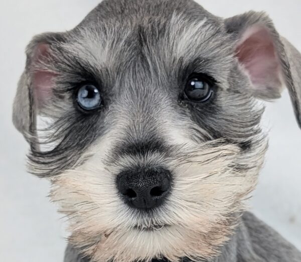 [#253113-01]  - Black / Silver M Miniature Schnauzer Puppies For Sale