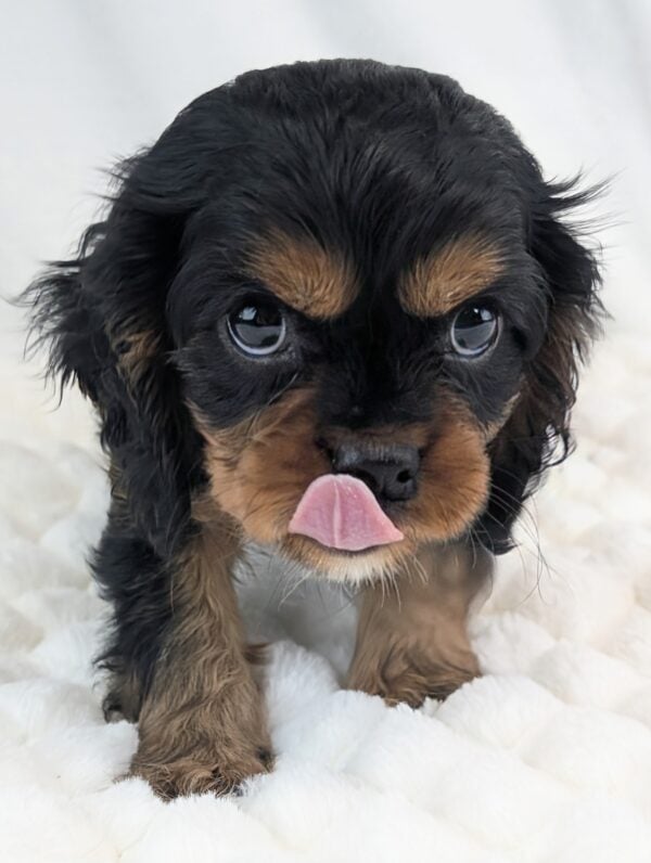 [#253114-02]  - Black / Tan M Cavalier King Charles Spaniel Puppies For Sale
