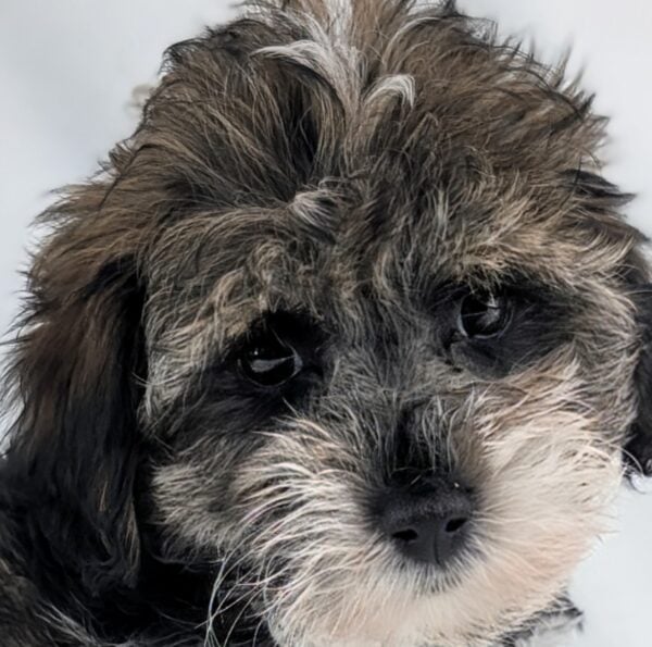 [#253035-02]  - Black / White F Schnoodle Puppies For Sale