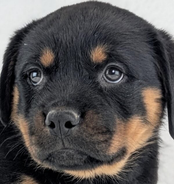 [#253101-06]  - Black / Tan F Rottweiler Puppies For Sale