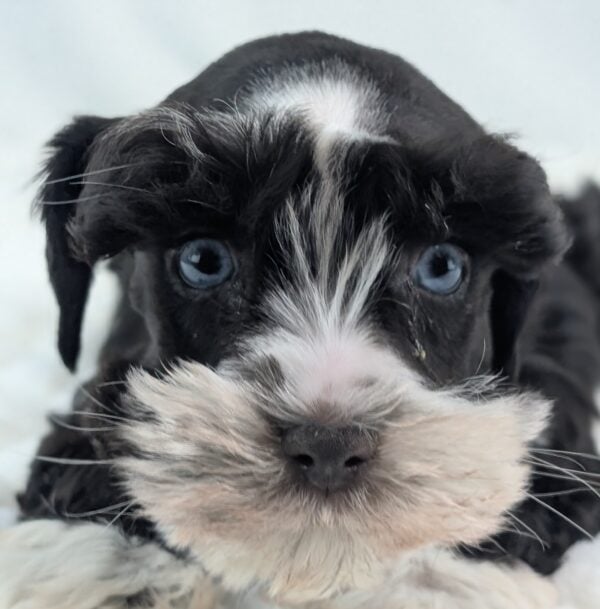 [#253570-01]  - Chocolate / White F Miniature Schnauzer Puppies For Sale
