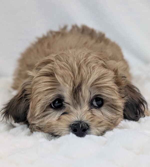 [#253151-03]  - Red F ShihPoo Puppies For Sale