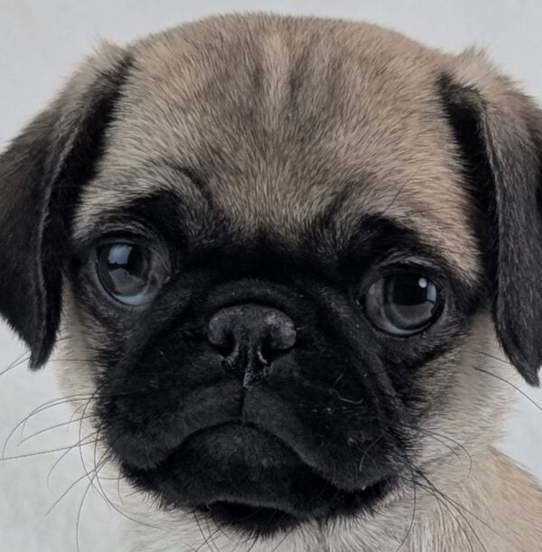 [#253172-01]  - Fawn M Pug Puppies For Sale