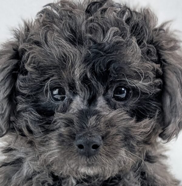 [#253095-01]  - Blue Merle M Bernedoodle Mini 2nd Gen Puppies For Sale