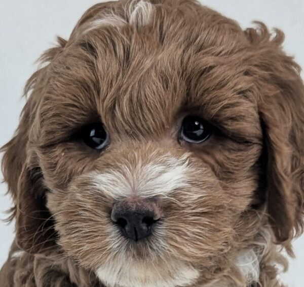 [#253519-03]  - Dark Red F Goldendoodle Mini 2nd Gen Puppies For Sale