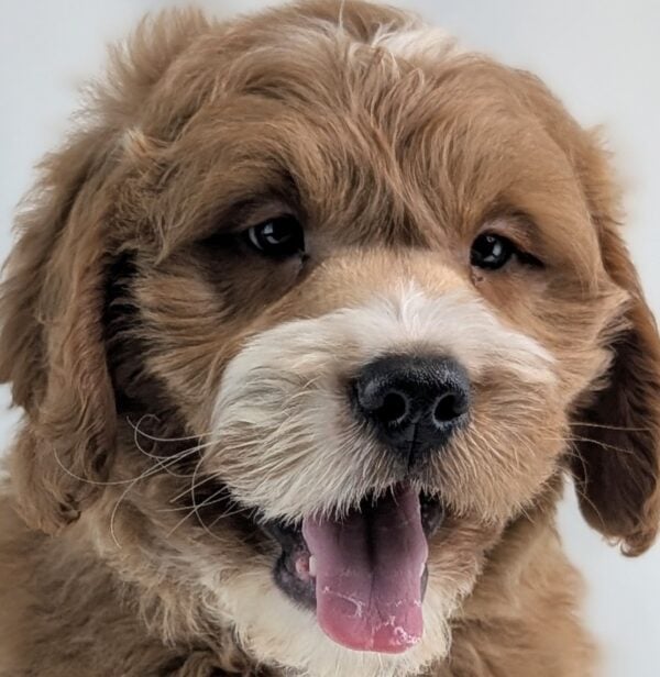 [#253249-02]  - Red M Goldendoodle Mini Puppies For Sale