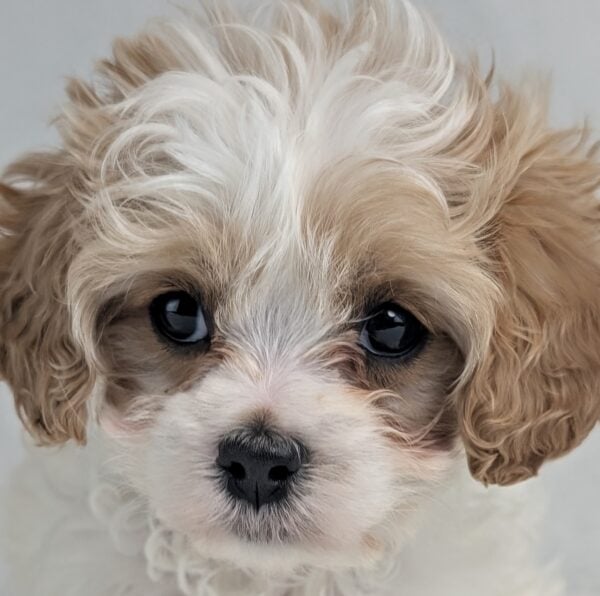 [#253335-05]  - Cream / White F Cavapoo Puppies For Sale