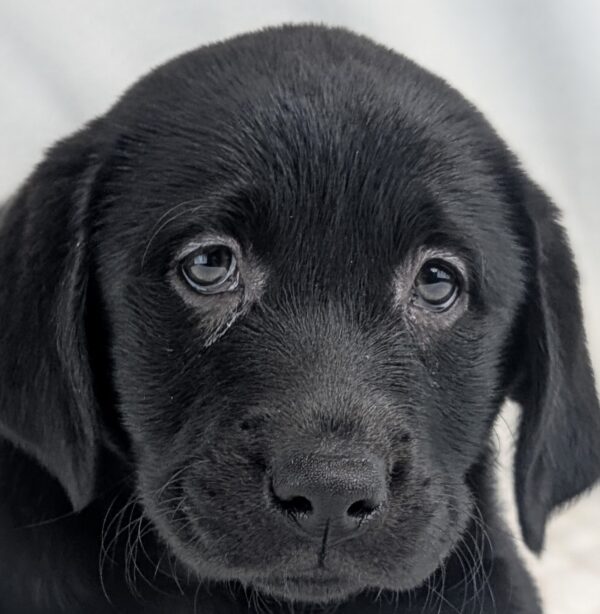 [#253378-03]  - Black F Labrador Retriever Puppies For Sale