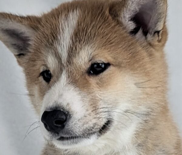 [#253248-04]  - Red / White M Shiba Inu Puppies For Sale