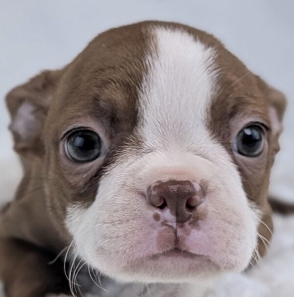 [#253295-04]  - Red / White F Boston Terrier Puppies For Sale