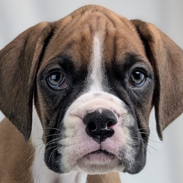 [#253330-02]  - Mahogany / White M Boxer Puppies For Sale