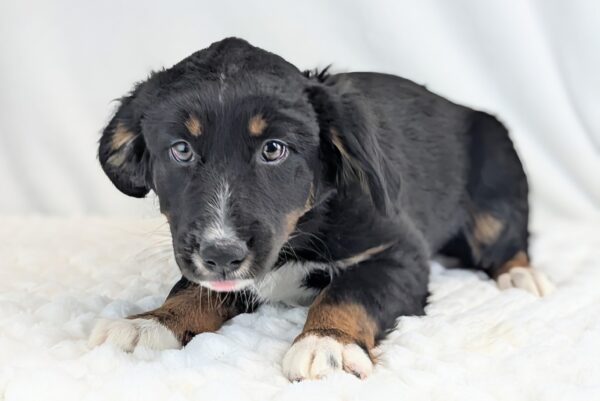 [#253072-03]  - Black M Australian Shepherd Puppies For Sale
