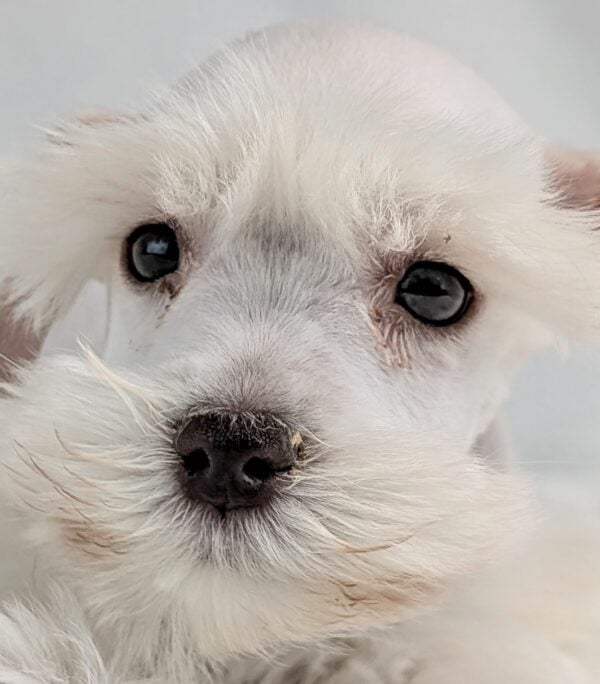 [#253571-02]  - White M Miniature Schnauzer Puppies For Sale